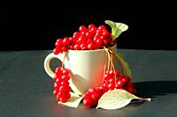 branches of red schizandra and leaves in the cup on the dark background. Crop full of schizandra.  