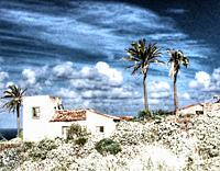 old house in Tenerife under palm trees.