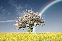 apple tree blossom with rainbow in infrared colors.