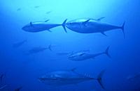 Northern Bluefin Tuna (Thunnus thynnus). Mediterranean Sea. Spain. Europe.