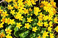 Caltha palustris growing in swamp. Spring flowers. Marsh Marigold flowers close up. Yellow flowers of Marsh Marigold. Golden color plants in early spr...