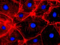 Confocal Fluorescence Microscopy of CRISPR-generated knockout cells. CRISPR (Clustered Regularly Interspaced Short Palindromic Repeats) is a revolutio...