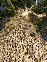 Impressive sandbox tree Hura crepitant showing spikes thorns in the amazon rainforest.
