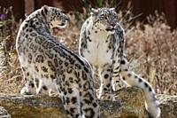 Snow leopard (Panthera uncia) pair. BioParc Doué la Fontaine, France.