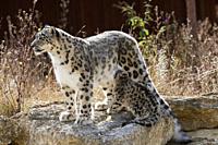 Snow leopard (Panthera uncia) female with baby 3 months old, captive. BioParc Doué la Fontaine, France.