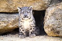 Snow leopard (Panthera uncia) baby 3 months old, captive. BioParc Doué la Fontaine, France.