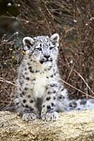 Snow leopard (Panthera uncia) baby 3 months old, captive. BioParc Doué la Fontaine, France.