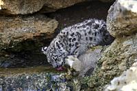 Snow leopard (Panthera uncia) baby 3 months old drinking, captive. BioParc Doué la Fontaine, France.