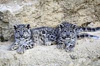 Snow leopard (Panthera uncia) babies 3 months, captive. BioParc Doué la Fontaine, France.