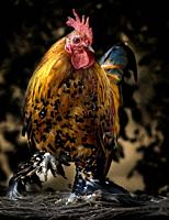 Adult and elegant rooster.