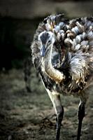 Pictorial image of ostrich walking in the field.