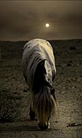 The horse searches for food in a desolate landscape with the sun behind it.