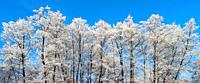 Trees covered with hoarfrost. Frosty weather. Wonderful winter in forest. Top tree branches in snow. Winter park with beautiful trees. Trees in snow i...