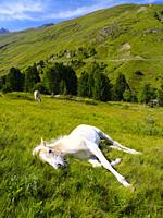 Foal of a Haflinger Horse on its mountain pasture (Shieling) in the Oetztal Alps in the Rofen Valley near Vent. Europe, Austria, Tyrol.