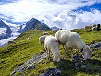 Tiroler Bergschaf (Tyrolean Mountain Sheep also called Pecora Alina Tirolese) on its mountain pasture (Shieling) in the Oetztal Alps (Obergurgl, Hohe ...