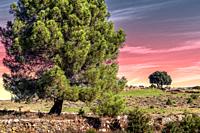 One pine and one holm oak on Merina hill. Cebreros. Avila. Spain. Europe.