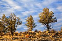 Western juniper (Juniperus occidentalis) from Alder Springs Trail, Crooked River National Grassland, Oregon.