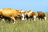 Herd of Simmental cattle on a pasture in the Langen Lacke conservation zone, Neusiedlersee â. “ Seewinkel National Park, Apetlon, Burgenland, Austria.