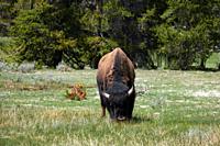 American bison eats grass in Hayden valley, Yellowstone National Park, Wyoming, USA.