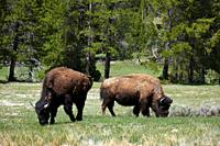 Two American bison eating grass in Hayden valley, Yellowstone National Park, Wyoming, USA.