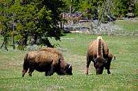 American bison eating grass and walking in Hayden valley, Yellowstone National Park, Wyoming, USA.