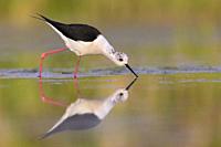 Black-winged Stilt (Himantopus himantopus), side view of an adult male picking up food from the water surface, Campania, Italy.