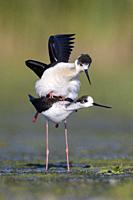 Black-winged Stilt (Himantopus himantopus), couple mating in a marsh, Campania, Italy.