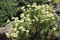 Magarza pegajosa (Tanacetum ferulaceum or Gonospermum ferulaceum) is a shrub endemic to Gran Canaria, Canary Islands, Spain.
