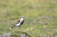 ANDEAN LAPWING (Vanellus resplendens) Beautiful specimen of a beautiful bird from the Andean heights perched alert on a stone in a farm field. Chupaca...