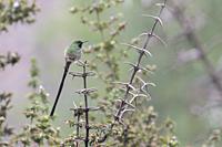 GREEN-TAILED TRAINBEARER (Lesbia nuna), beautiful specimen of a variety of hummingbird characteristic for having a long tail, which is perched on the ...