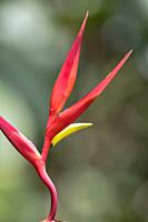 Beautiful heliconia growing inside a forest in the (Heliconia sp. ) cloud forest, jungle brow; very striking plant source of food for insects and bird...