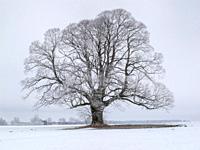 single big old deciduous tree in meadow at cold winter day.