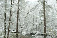 Winter Landscape in the Great Smoky Mountains.