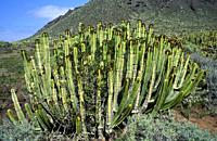 Cardon (Euphorbia canariensis) is a cactiform shrub endemic to Canary Islands (except Lanzarote). This photo was taken in Punta Teno, Tenerife.
