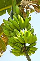 Unripe Bunch of Green Bananas on a Banana Tree.