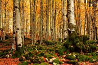 Beech forest in the route of the montaineers in the Sierra Urbasa. Navarra.