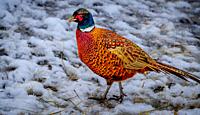 Male pheasant (Phasianus colchicus) in snowy field in South Lanarkshire, Scotland.