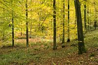 Autumn colours in a beech woodland at Goblin Combe, North Somerset, England.