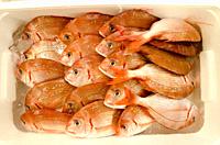 Prepared box of fresh red snapper to be sold at Tsukiji Market in Tokyo, Japan.