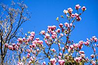 Saucer magnolia (Magnolia × soulangeana) is a hybrid plant in the genus Magnolia and family Magnoliaceae. It is a deciduous tree with large, early-blo...
