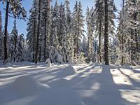 A winter scene with the snow-covered forest at Lake Wenatchee State Park in eastern Washington State, USA.