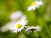 Daisy (Bellis perennis). Europe, Central Europe, Germany.