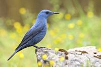 Blue Rock Thrush (Monticola solitarius), side view of an adult male standing on a rock, Campania, Italy.