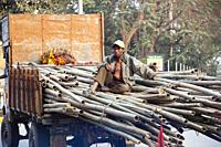 Transport of bamboo poles with man riding on the platform in India. .