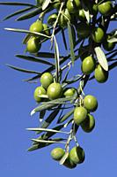 Ripe olives on the olive tree, Cordoba, Andalucia, Spain, Europe.