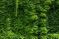 Ivy grows and sprawls on a house wall.
