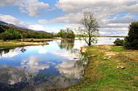 Ill seagull. Santillana Reservoir in Manzanares el Real, Community of Madrid.