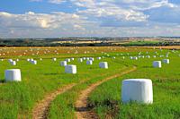 Field with packed straw. Alburquerque. badajoz province. Extremadura. Spain