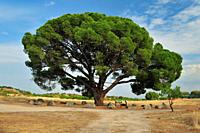 The old and singular stone pine, named Pino Castrejón. A 250 years tree. El Hoyo de Pinares, province of Ã. vila. Spain.