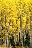 Brilliant Yellow Aspens of Fall San Juan Mountains Colorado USA.